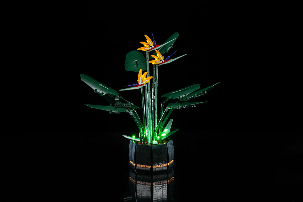 Bird of Paradise