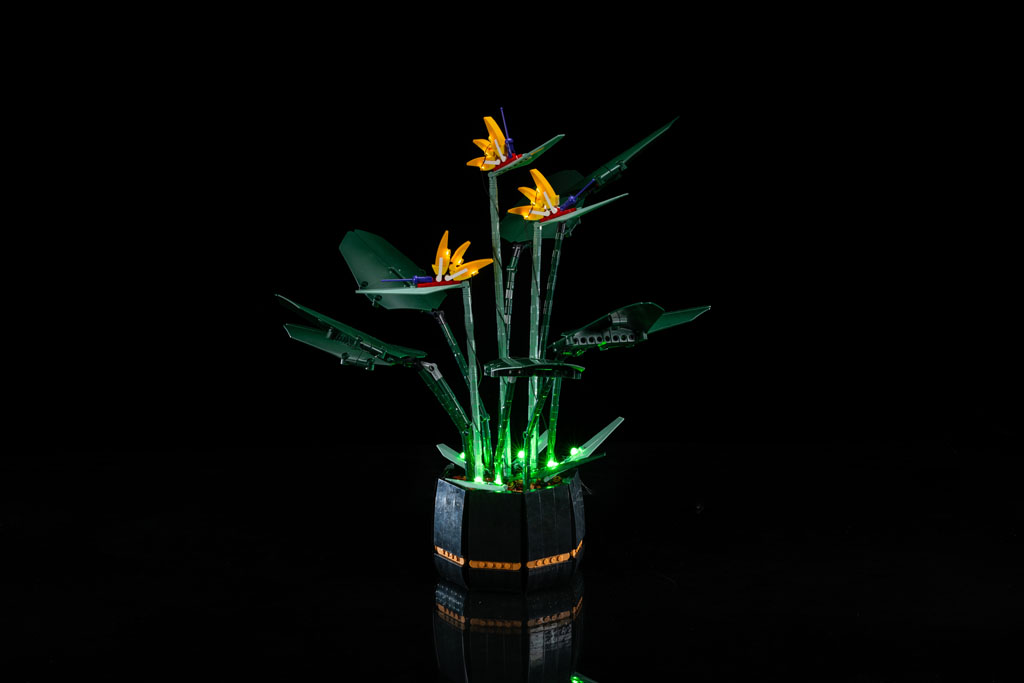 Bird of Paradise