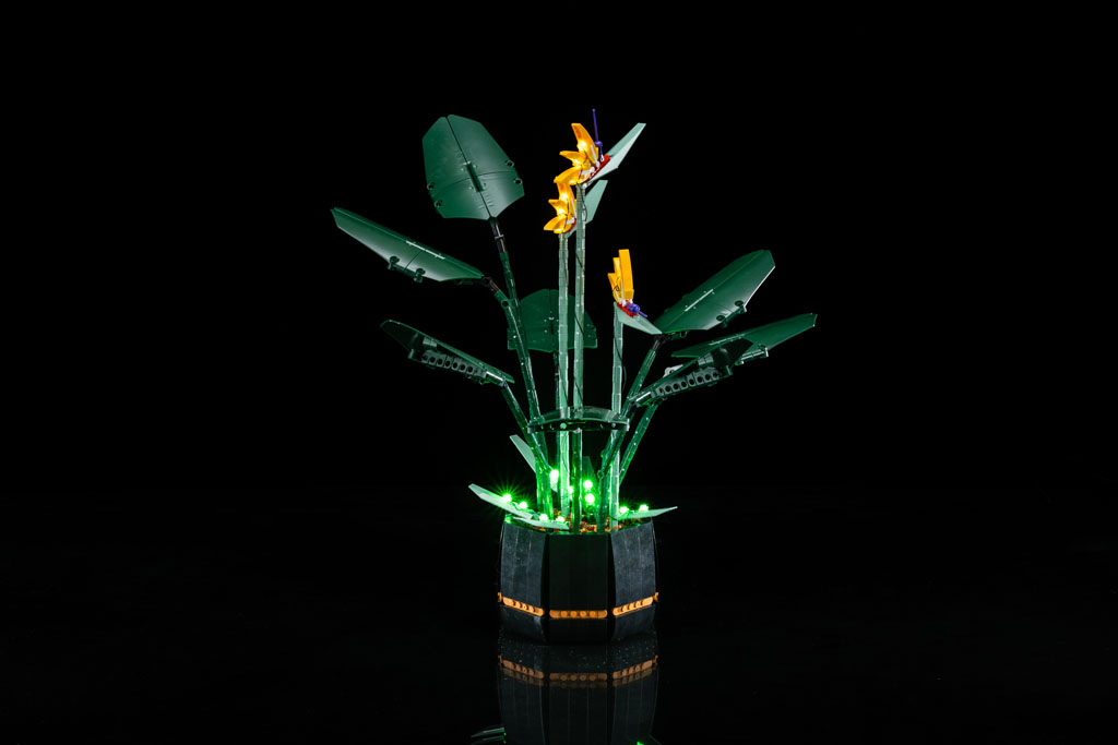 Bird of Paradise