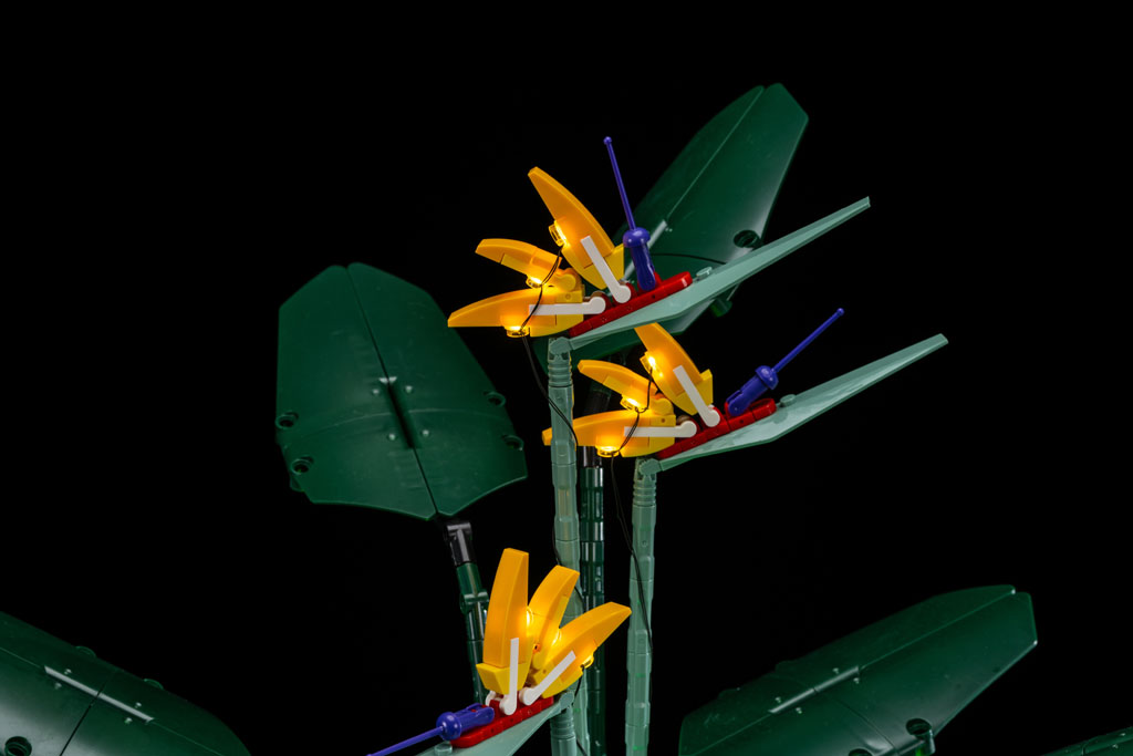 Bird of Paradise