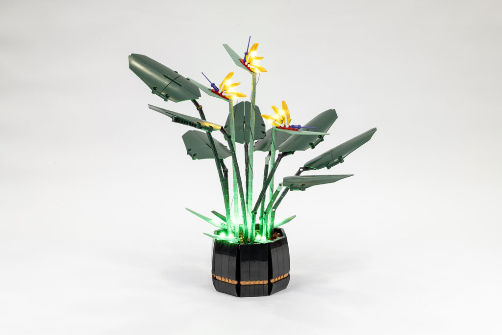 Bird of Paradise